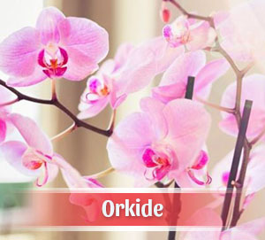 Buca Çiçekçi - Orkide Siparişi