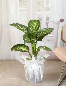 Tropik Snow 80 cm