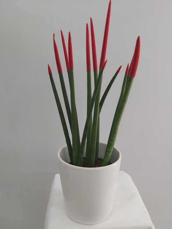 Kırmızı Sansevieria Bitkisi