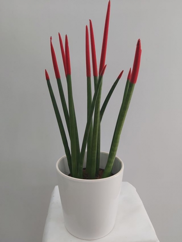 Kırmızı Sansevieria Bitkisi