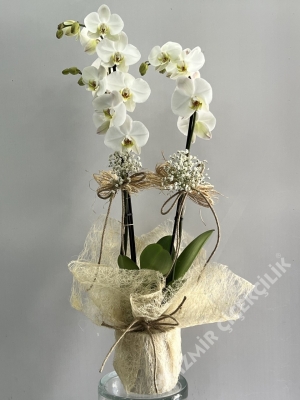 2 Dal Beyaz Orkide - Buca Çiçekçi