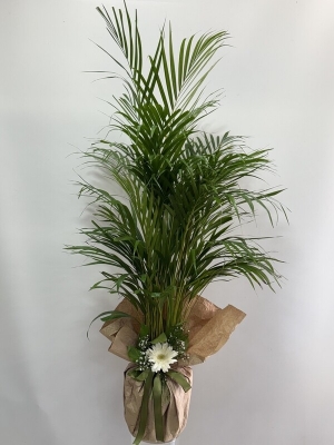 Areka Palmiyesi 120 cm - Buca Çiçekçi