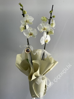 2 Dallı Beyaz Midi Boy Orkide - Buca Çiçekçi