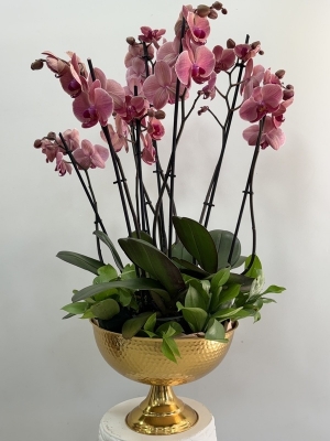 Kadehte 8 Dal Ateş Orkidesi