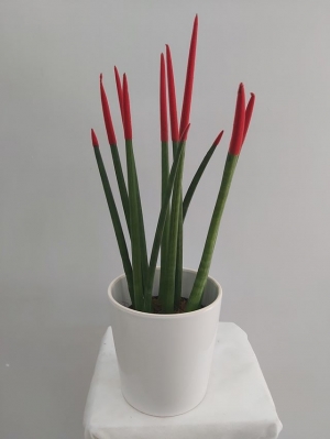 Kırmızı Sansevieria Bitkisi